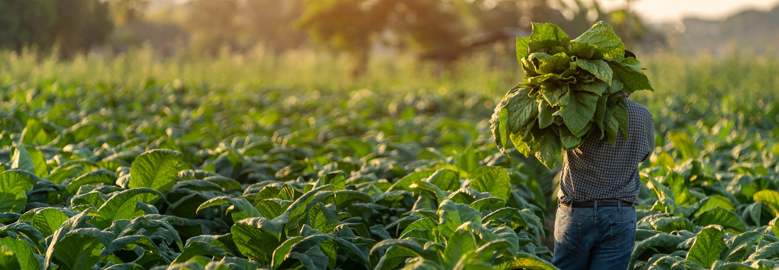 Sustainability and Responsibility