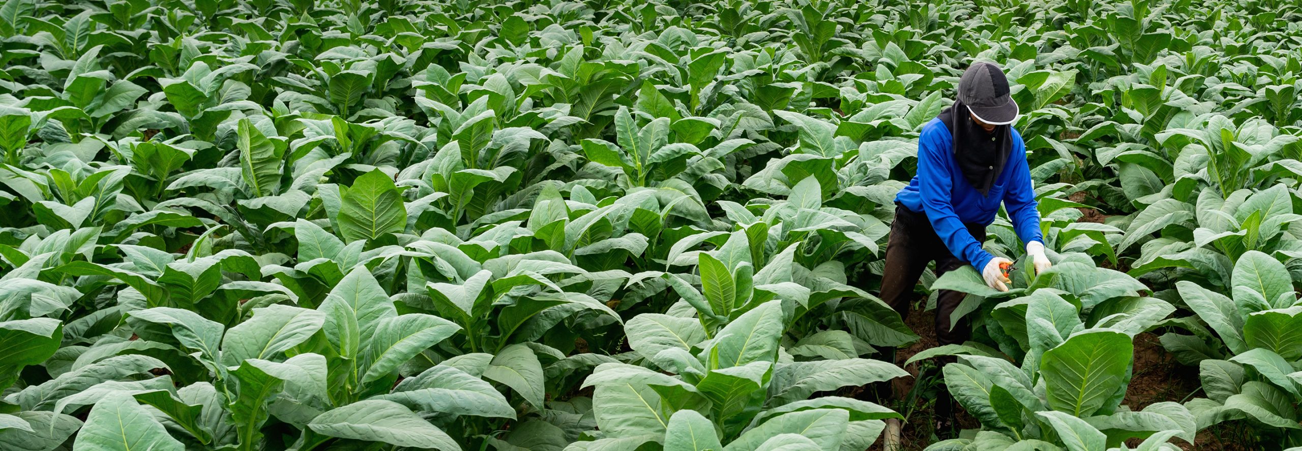Tobacco field